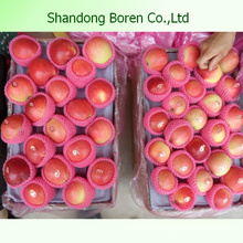 Shandong Deliciosa Juicy Crisp Sweet Gala Apple